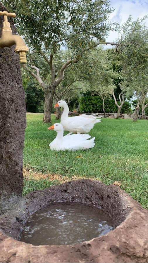Agriturismo Bonu Suile Silanus Εξωτερικό φωτογραφία