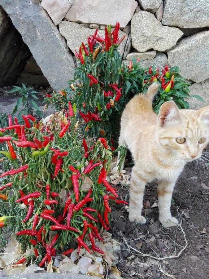 Agriturismo Bonu Suile Silanus Εξωτερικό φωτογραφία